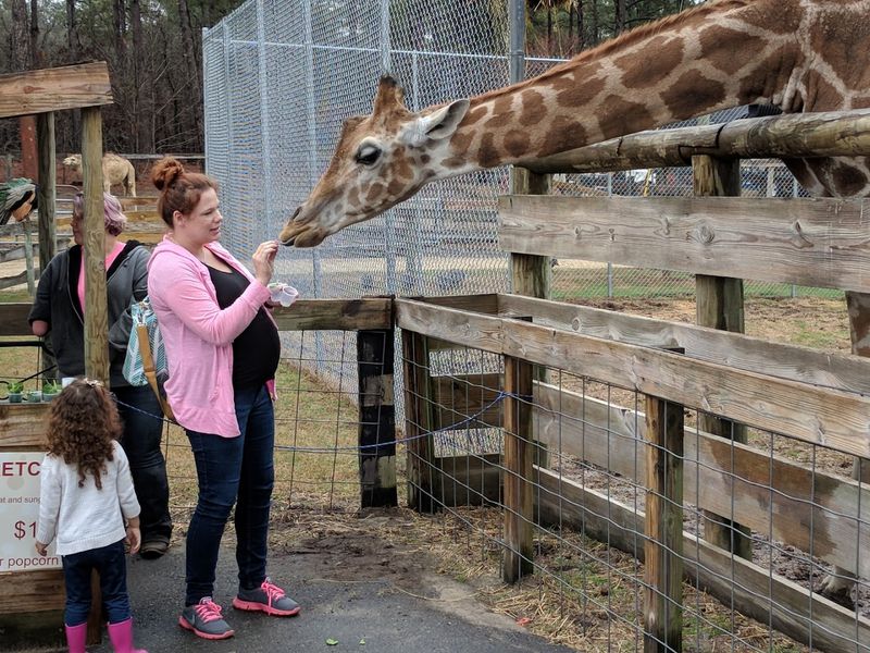 Feeding Giraffes Up Close