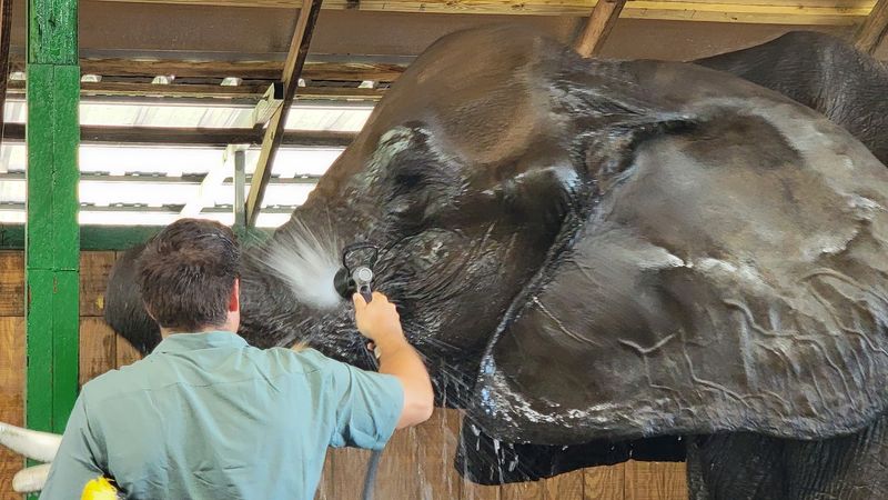 The Elephant Care Workshop