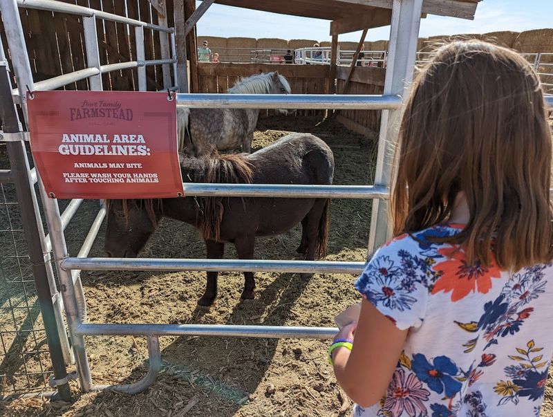 Petting Zoo And Animal Encounters