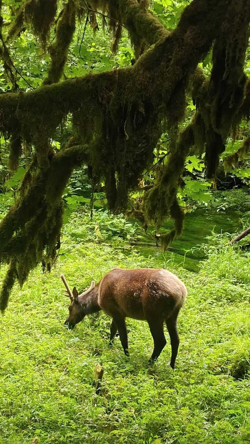 Wildlife Encounters Worth Waking Up For