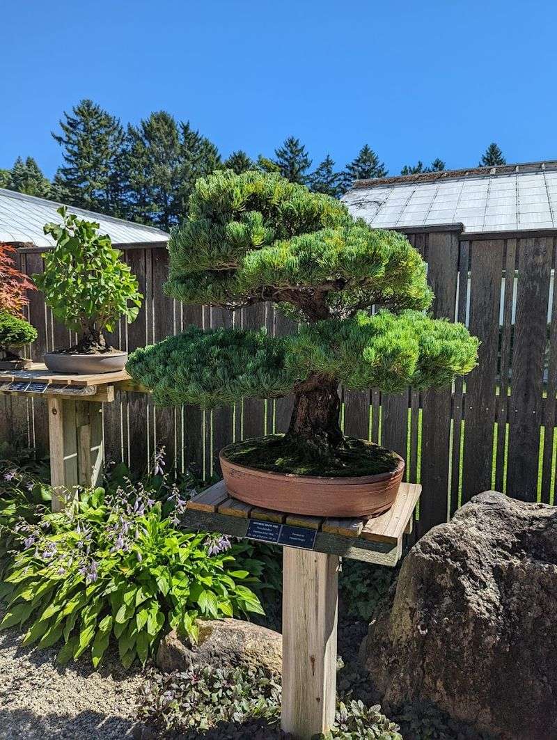 Rare Conifers And Plant Collections