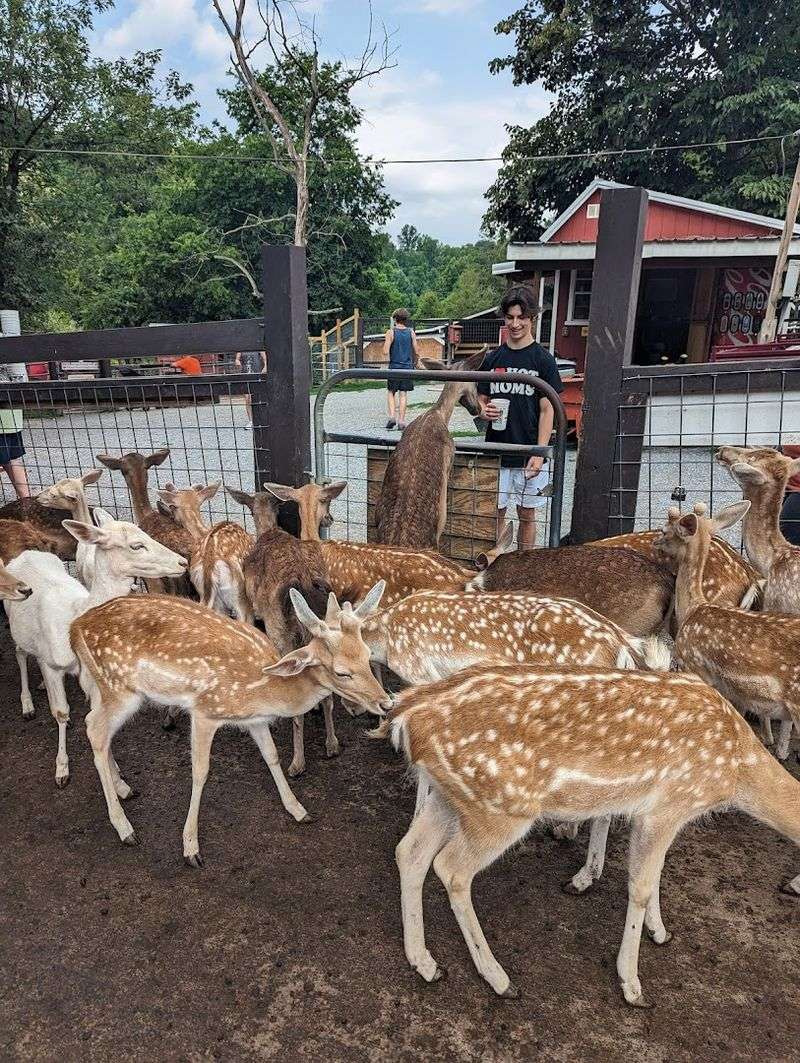 Meet The Deer Up Close