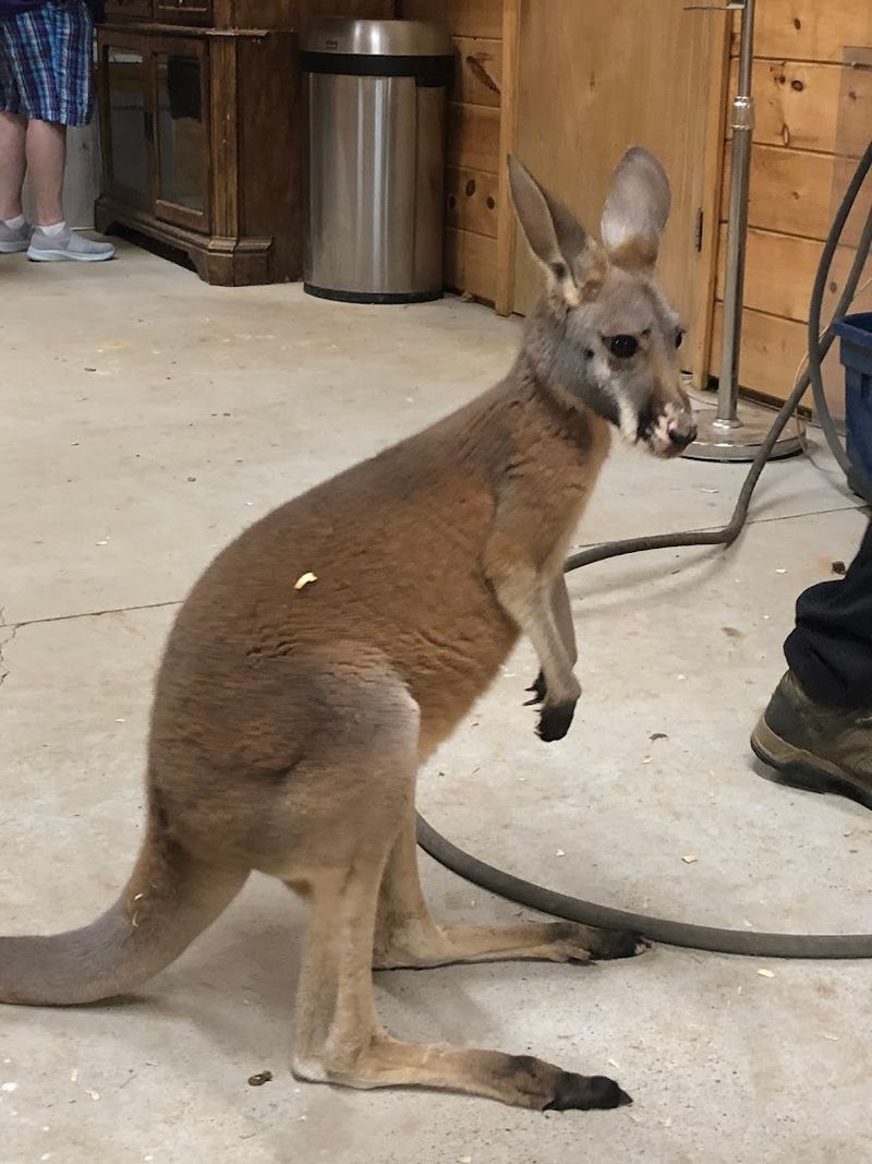 Kangaroo Encounters