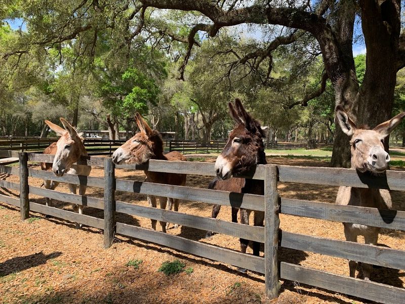 The Horses And History Tour Experience