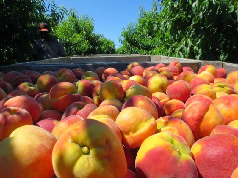 Fresh Produce That Tastes Like Something