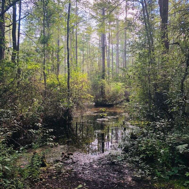 The Carolina Bay Ecosystem You Won't Find Just Anywhere