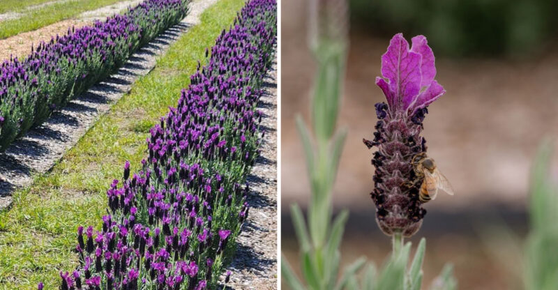 The Florida Lavender Farm That Turns Ordinary Weekends Into Something Magical
