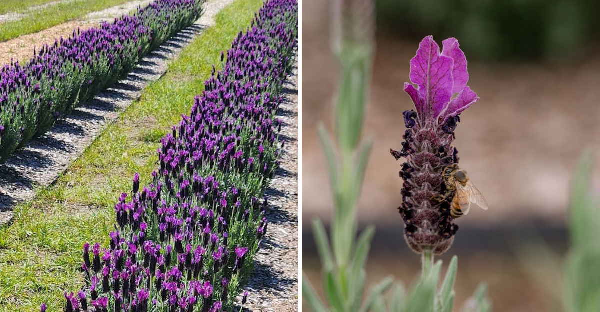The Florida Lavender Farm That Turns Ordinary Weekends Into Something Magical - Decor Hint