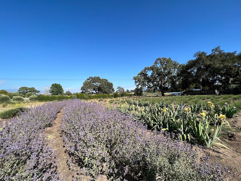 Clairmont Lavender Farm, Los Olivos