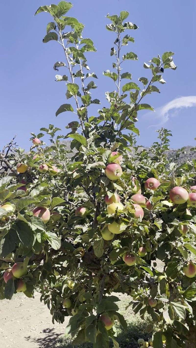 Oak Glen's Apple-Growing Legacy And Why It Matters Here