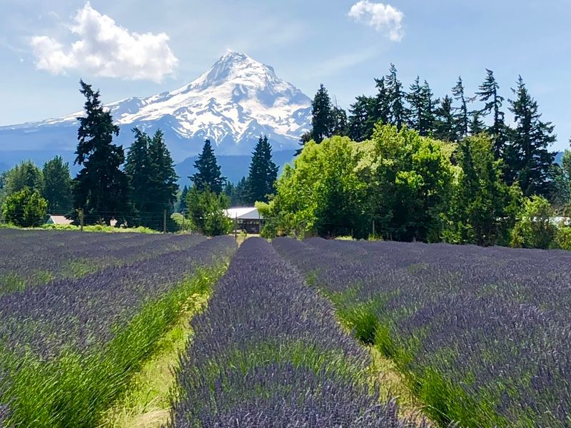 The Lavender Fields That Actually Look Like A Painting