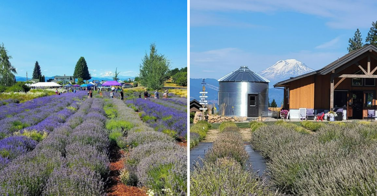 The Gorgeous Oregon Lavender Farm That Looks Straight Out Of A Postcard - Decor Hint