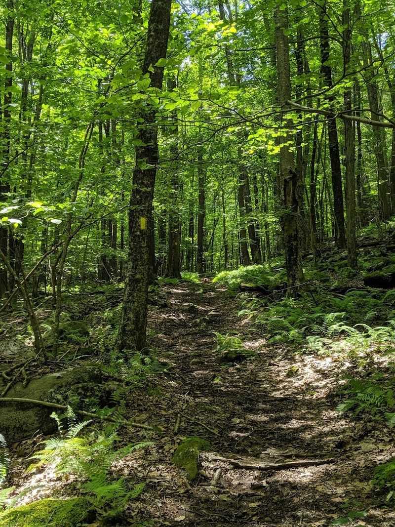 Wooded Trails, Rock Formations, And Quiet Forest