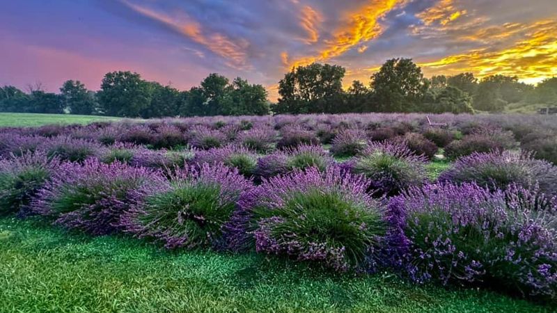 A Lavender Field That Looks Like Provence