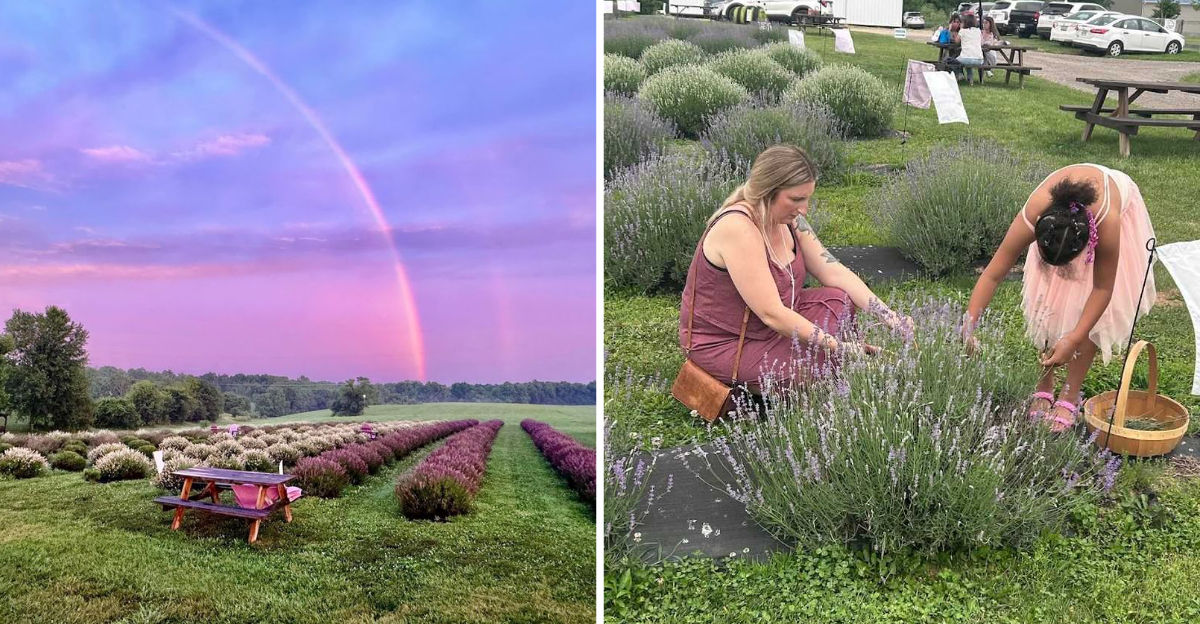 The Hidden Lavender Fields Of Kentucky That Transport You Straight To France - Decor Hint