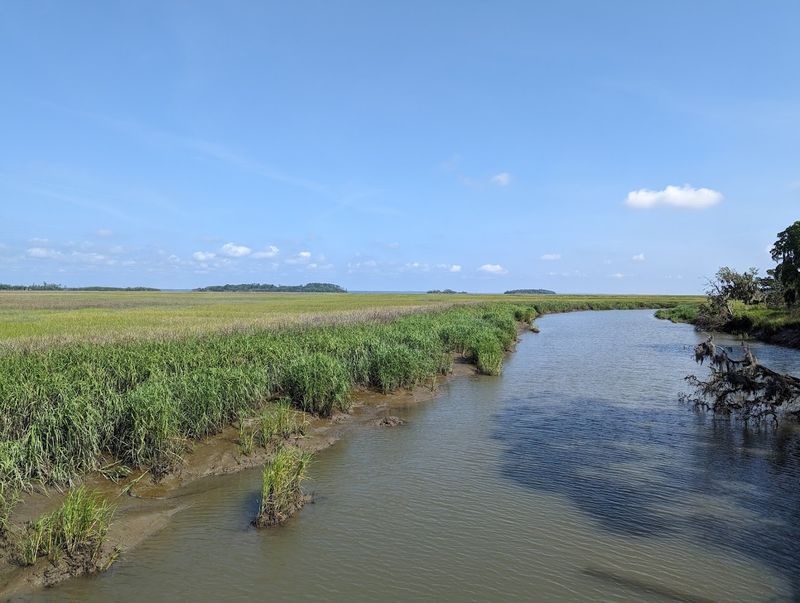 Birding And Wildlife Watching In The Marshes