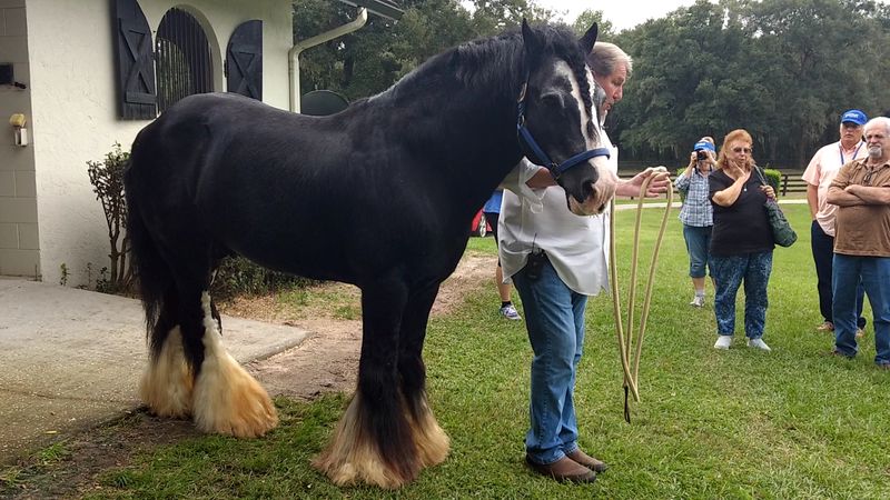 Historic Stallions With Names You Will Remember