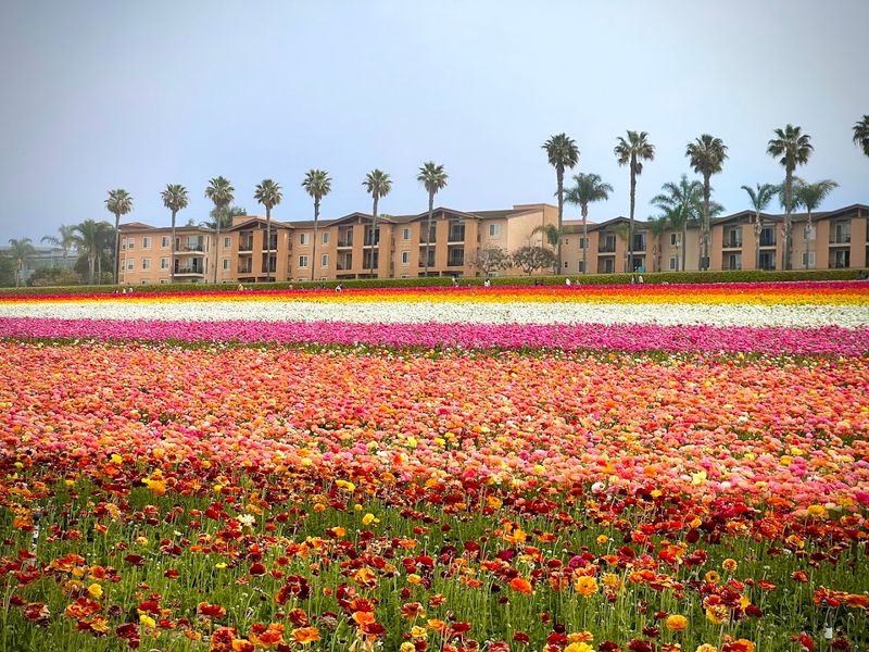 The Flower Fields at Carlsbad Ranch, Carlsbad