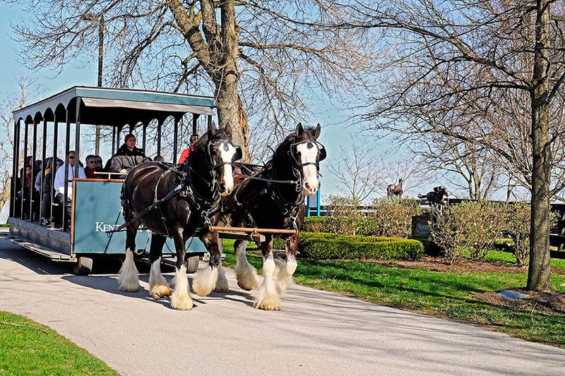 Live Equine Presentations And Daily Shows
