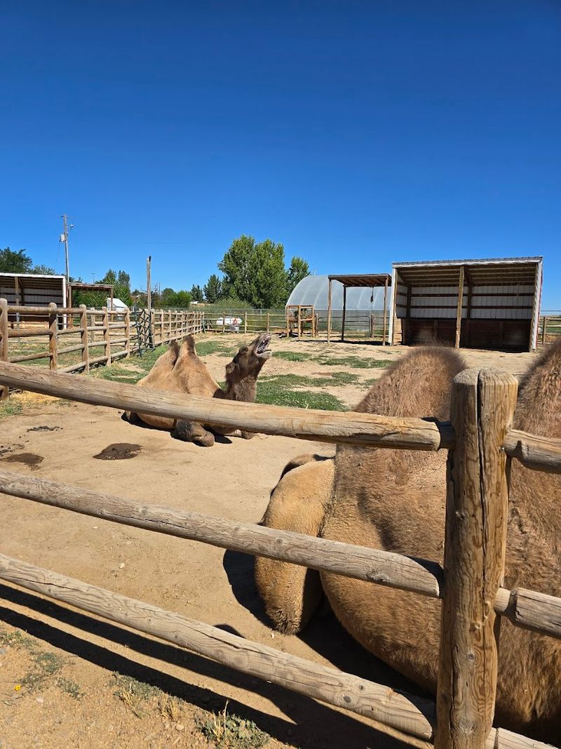 Camels, Yaks, And Hooved Animals