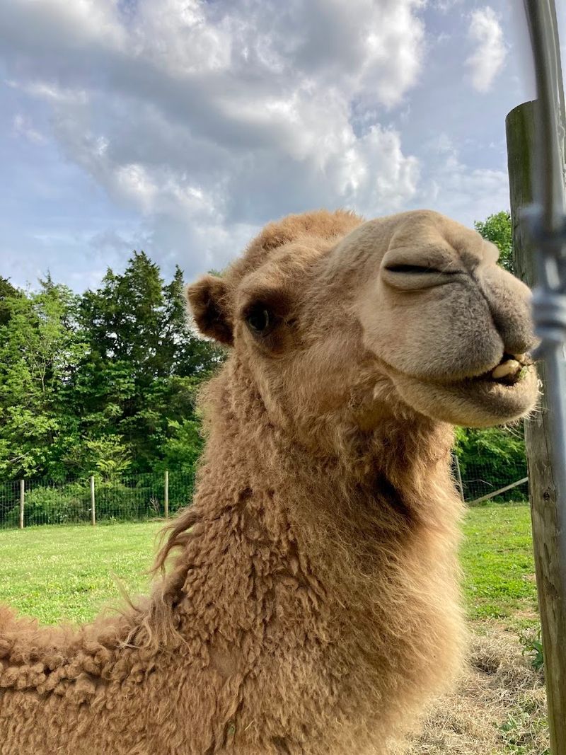 This Kentucky Attraction Offers A Fun Day Full Of Furry Encounters - Decor Hint Practical Tips For Your Visit