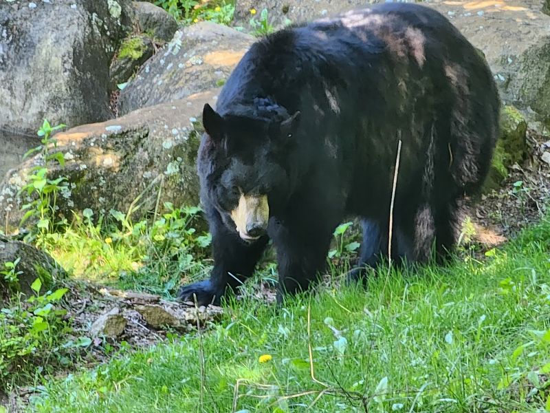 9 North Carolina Wildlife Sanctuaries And Rescue Centers Where You Can Meet Animals Face-To-Face - Decor Hint WNC Nature Center