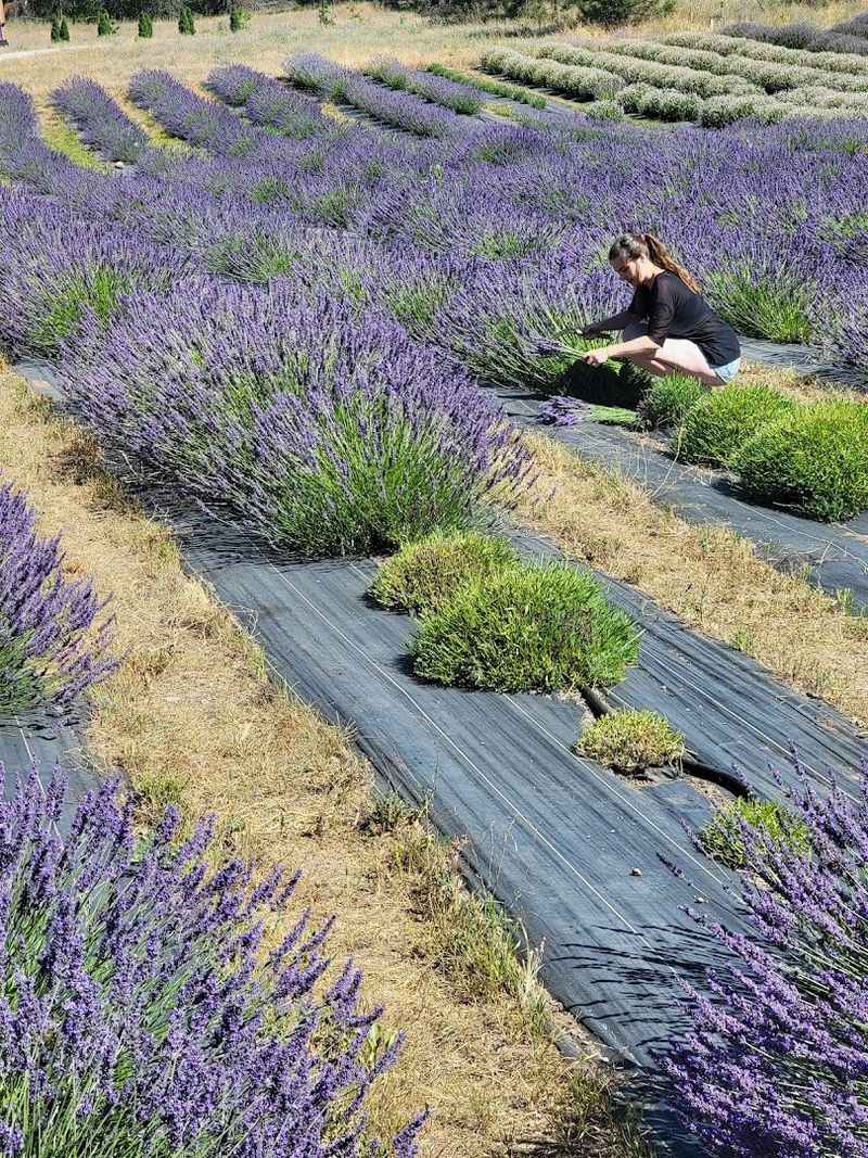 U-Pick Lavender Is The Real Star Of The Visit