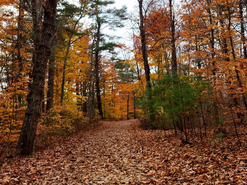 The Rocky Terrain And Forest Path