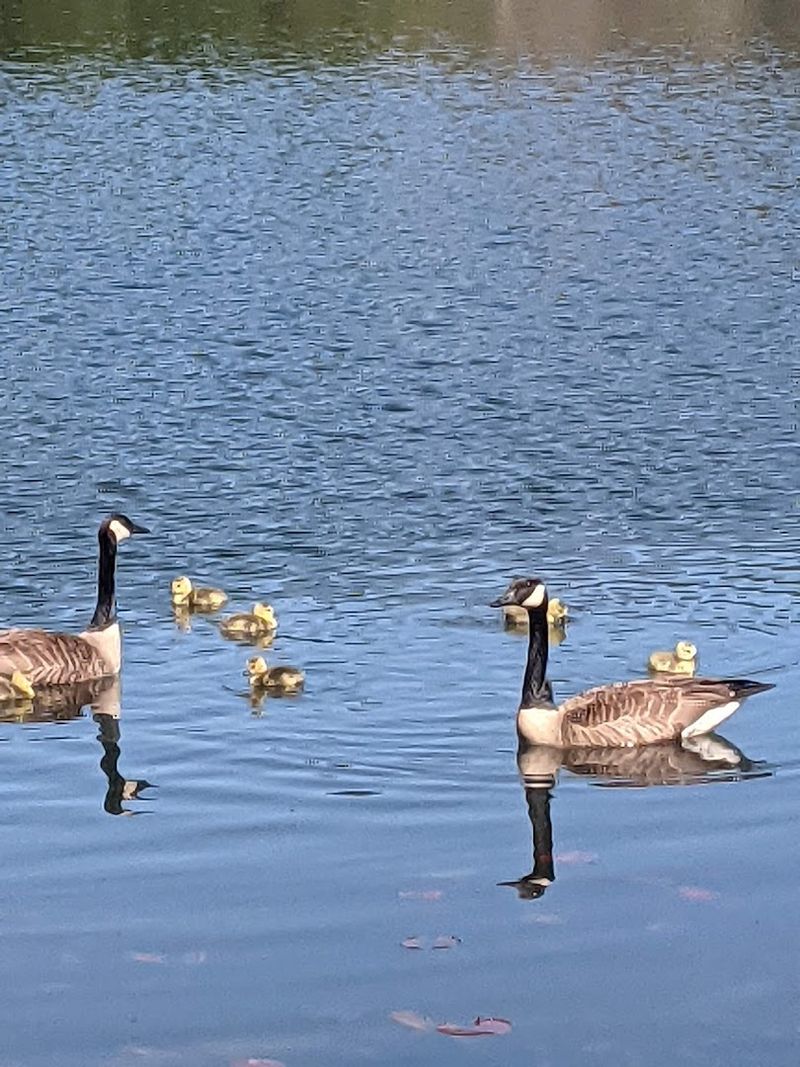 Wildlife That Shows Up Without An Invitation