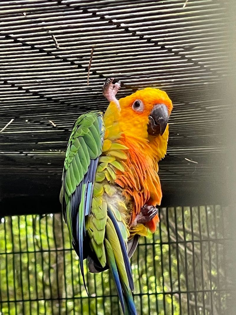 The Lorikeet Aviary Experience