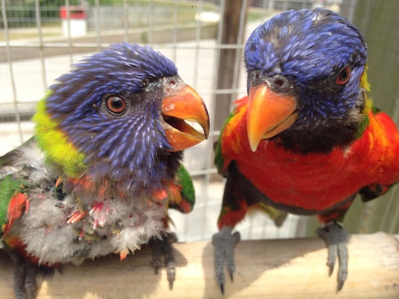 This Kentucky Attraction Offers A Fun Day Full Of Furry Encounters - Decor Hint Lorikeets, Birds, And Aviary Fun