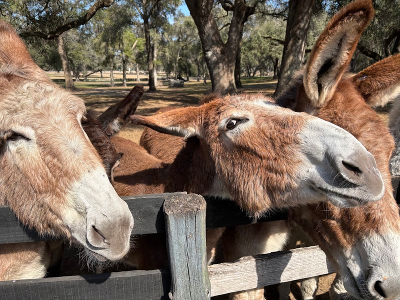 The Friendly Animals That Make The Tour Even Better