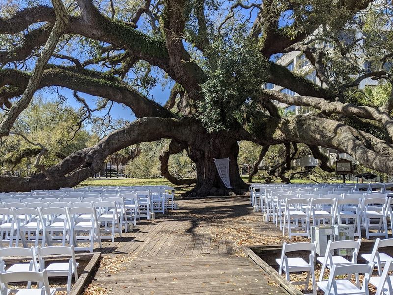 Jacksonville's Most Storied Tree