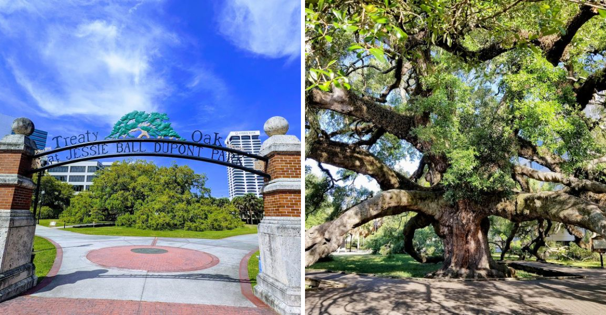 The Massive Florida Oak Tree That Has Quietly Watched History Unfold For Generations - Decor Hint