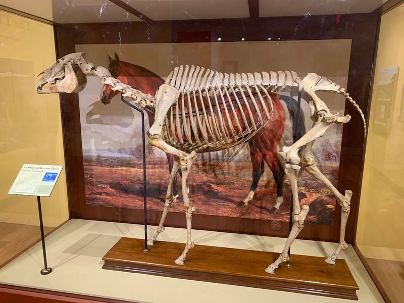 The International Museum Of The Horse