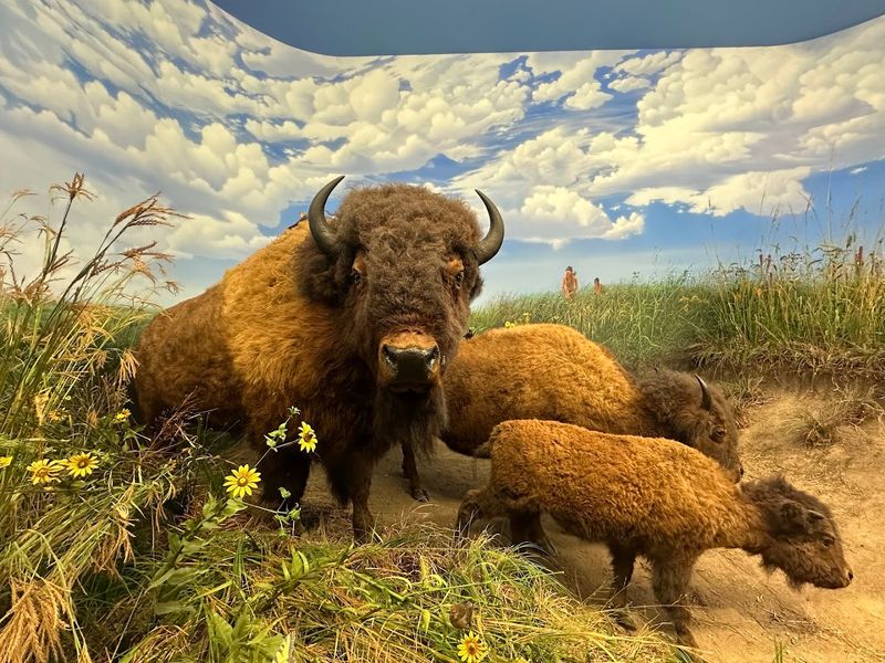 The Illinois Environment Gallery
