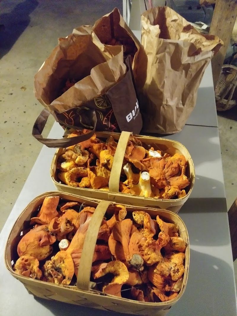 Fresh Fungi Picked Right Before Your Eyes