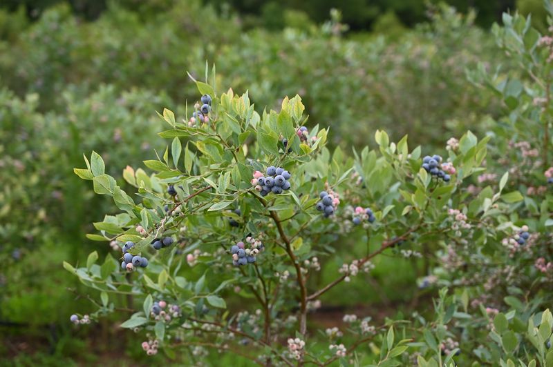 Happy Acres Farm Starts With Blueberries