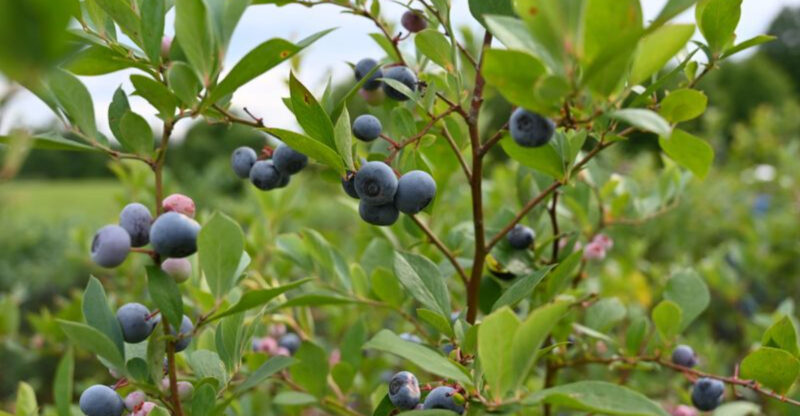 The North Carolina Farm Where You Can Get Blueberries For $4 Per Pint