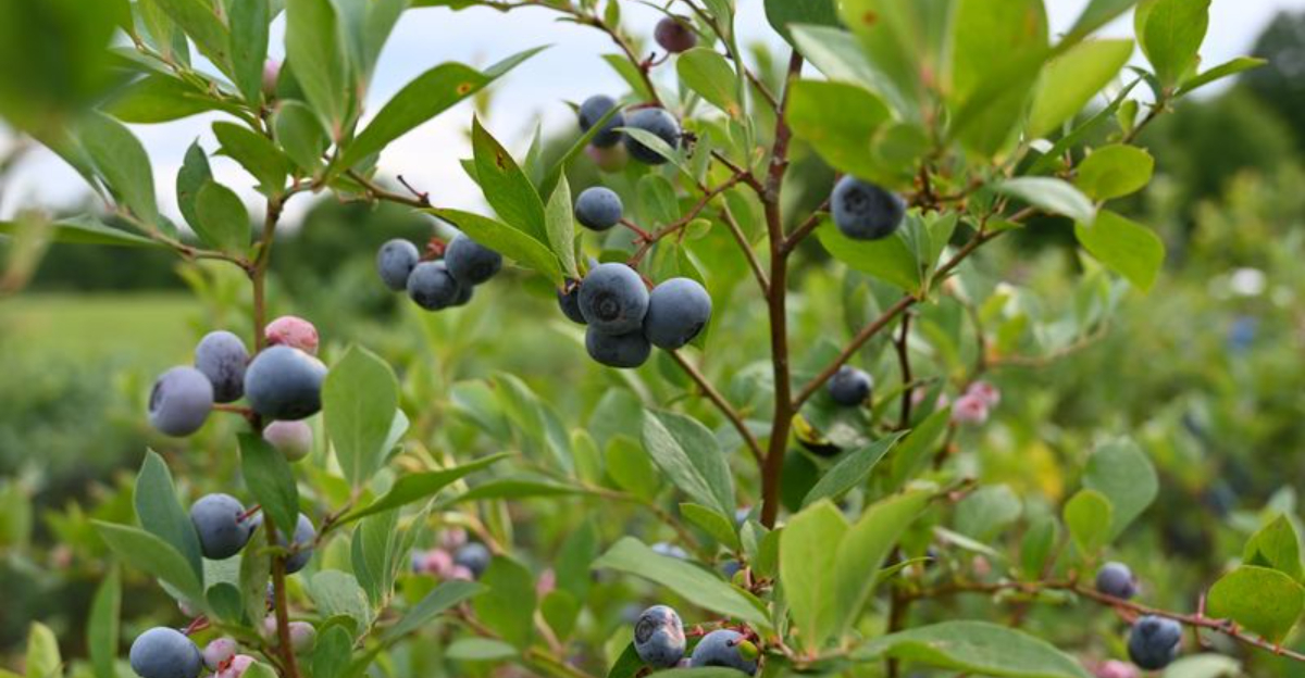 The North Carolina Farm Where You Can Get Blueberries For 4 Per Pint - Decor Hint