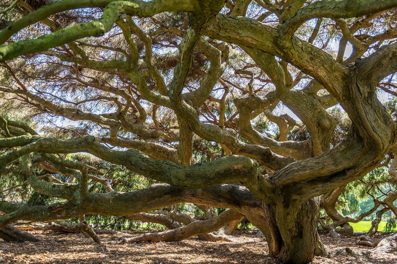 The Conifer Collection That Will Make Tree Lovers Weak
