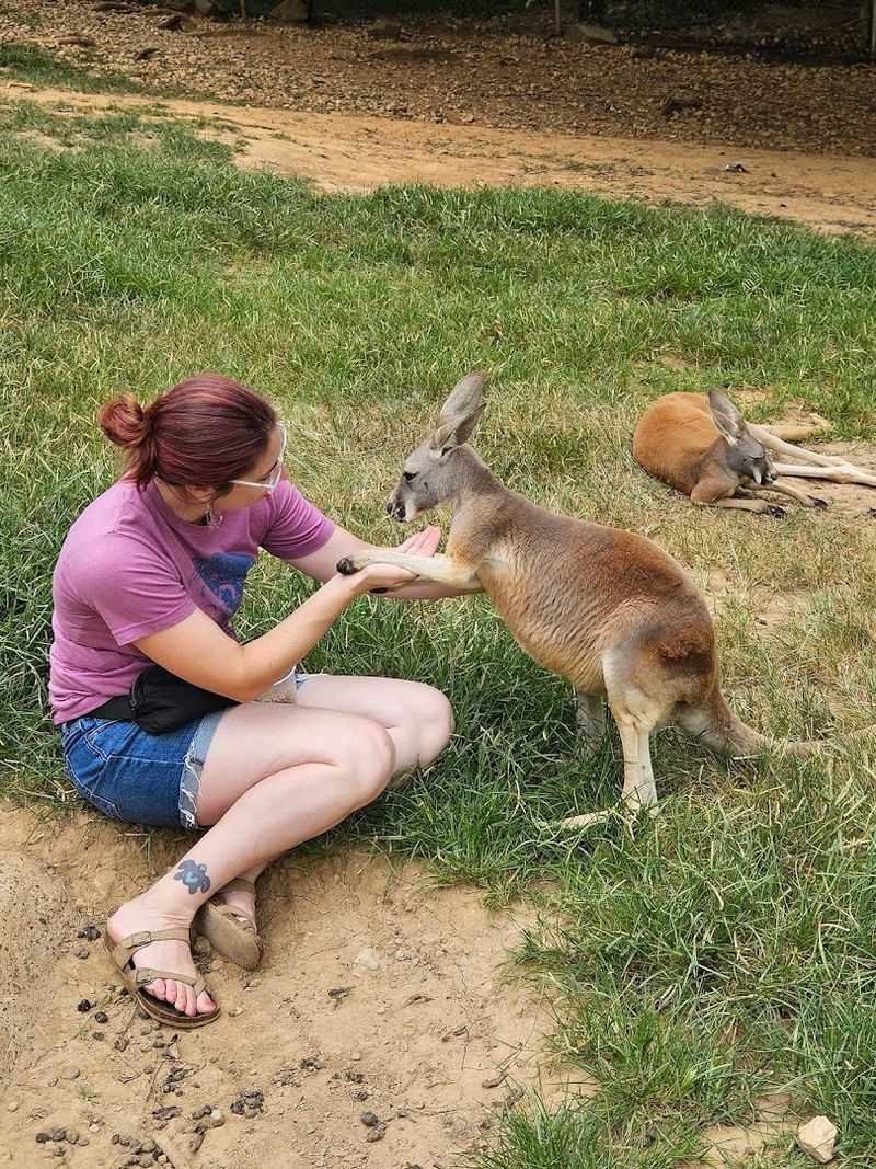 Feeding And Petting Kangaroos Up Close