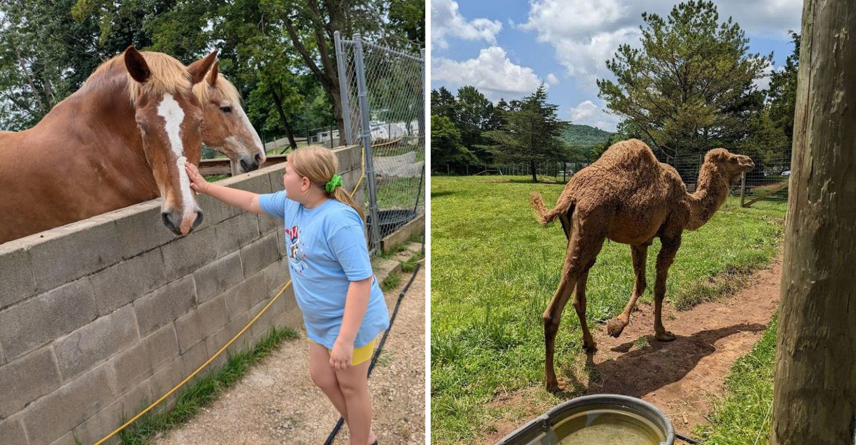 The Petting Zoo In Kentucky That Has Parents Coming Back Again And Again - Decor Hint