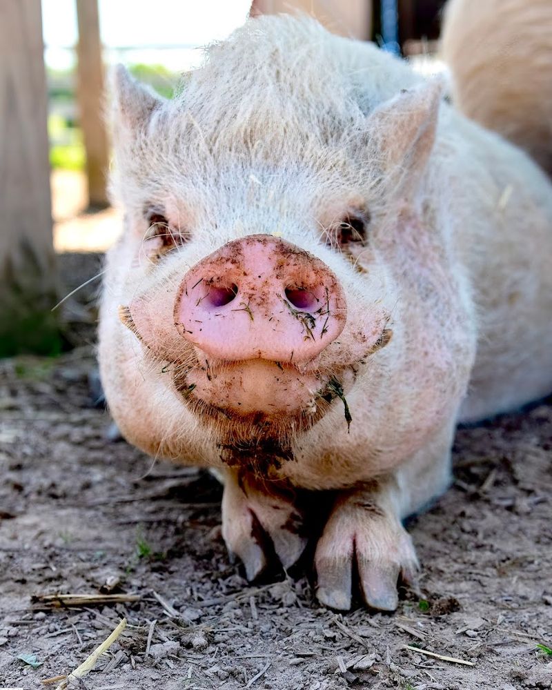 The Pigs Will Cuddle You