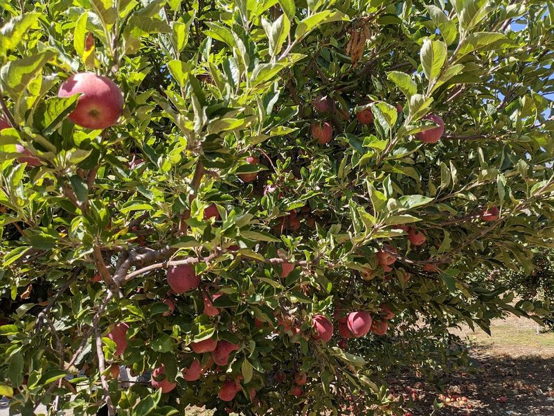 Over 44 Apple Varieties 