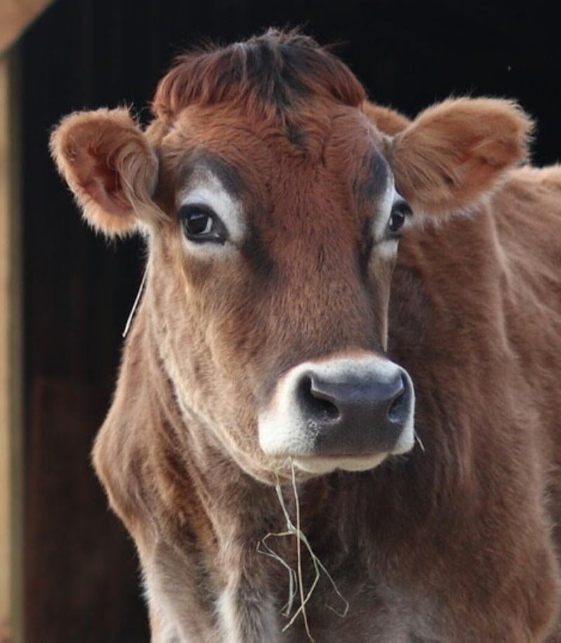 Cows With Personalities Bigger Than Their Bodies