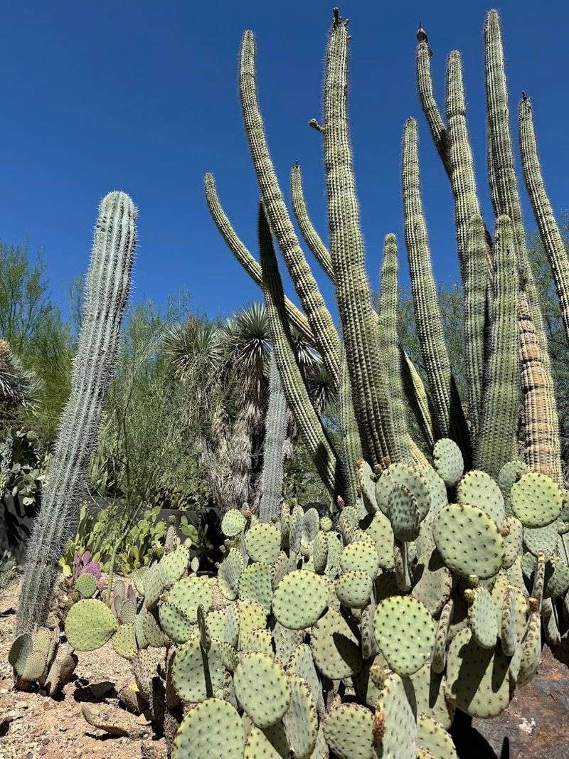The Cactus And Succulent Collection That Will Surprise You