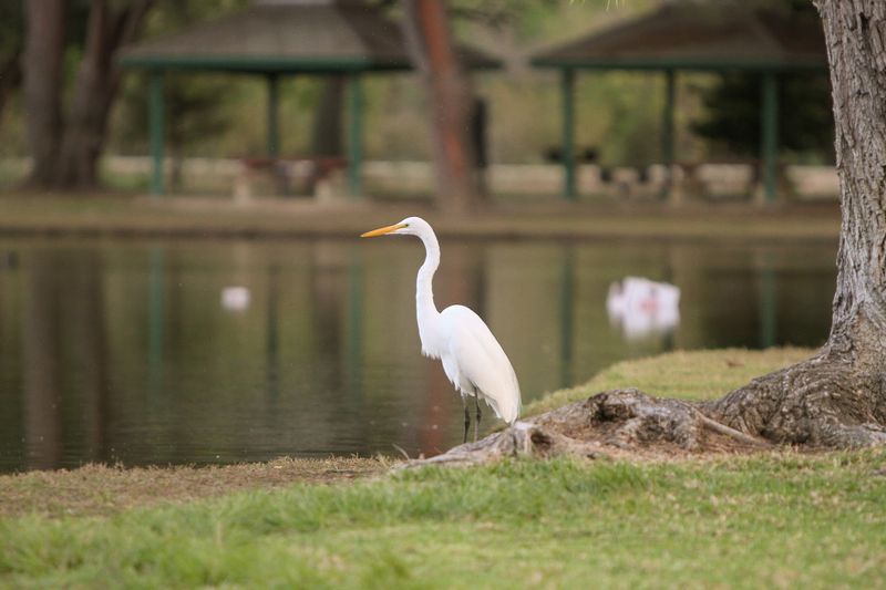 More Wildlife Than You Might Expect