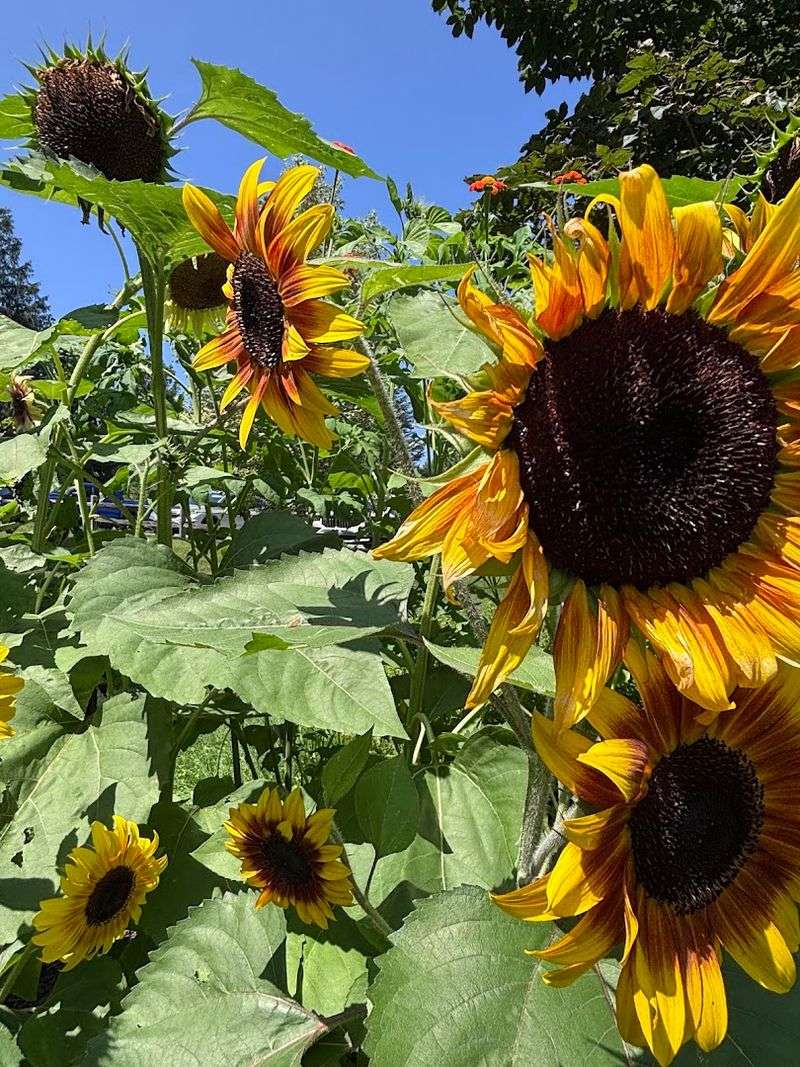 You Could Easily Spend An Entire Day Wandering This Beautiful Massachusetts Garden - Decor Hint Seasonal Displays That Reward Repeat Visits