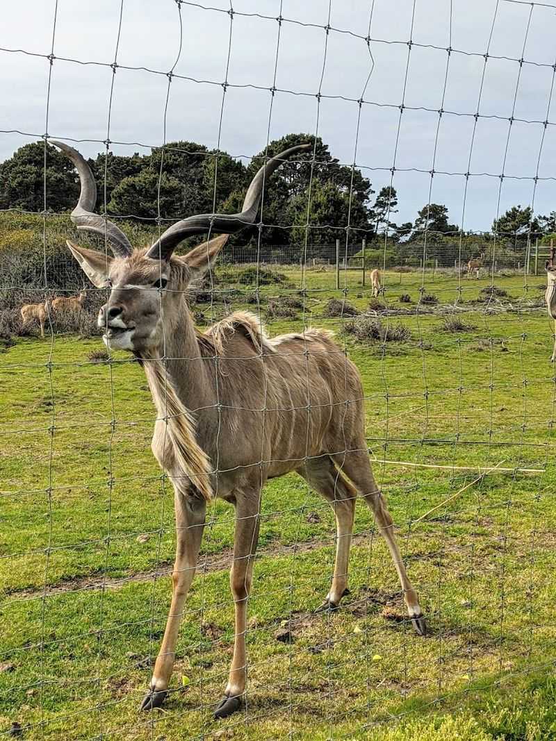 More Than 75 Animals Call The Preserve Home